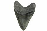 Fossil Megalodon Tooth - Massive River Meg #226640-2